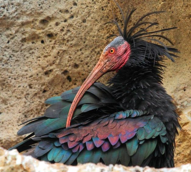 Photo d'un ibis chauve, oiseau noir, vu de profil, sans plume sur la tête, avec un long bec rouge.